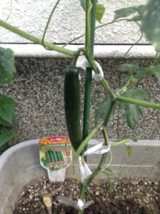ミニトマト、キュウリのプランター栽培―30日目～50日目
