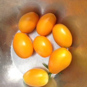 ミニトマト、キュウリのプランター栽培―87日目～94日目