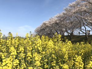 奈良・橿原市「藤原宮跡」桜のピンク色と菜の花の黄色のコントラストがむちゃくちゃキレイ