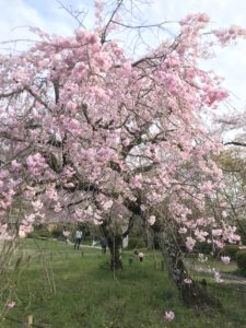 大阪・河内長野市「長野公園（奥河内さくら公園）」さくら公園って名前がつくだけある桜の名所