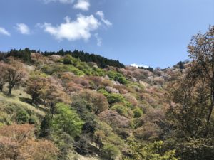奈良・吉野郡吉野町「吉野山」美しい千本桜が見れる世界遺産の山